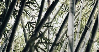 Farverige bambusstrømper – en bæredygtig og komfortabel oplevelse